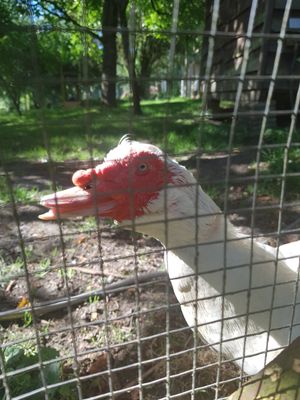 Robèrt 😍 at La Maison du Vert in Ticheville