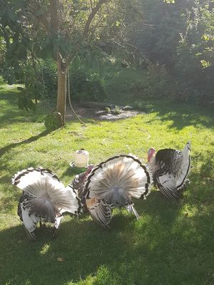 Turkey butts at La Maison du Vert in Ticheville