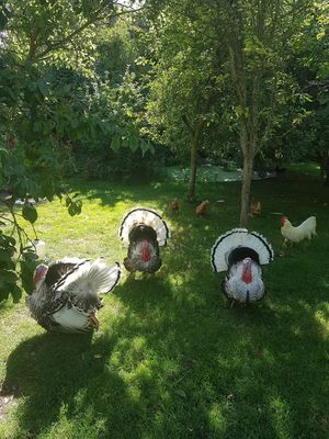 Cute at La Maison du Vert in Ticheville