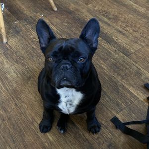 Dog of the owner  at Hiller in Hannover