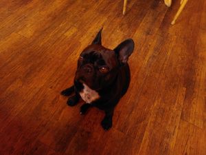 The waiter at Hiller in Hannover