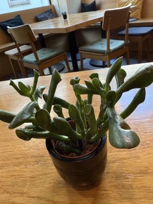 table  at Harmonie Bowl & Juice in Strasbourg