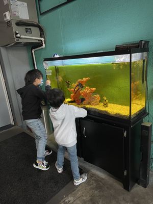 The ninja turtle fish   at Mojos Tacos in St Augustine