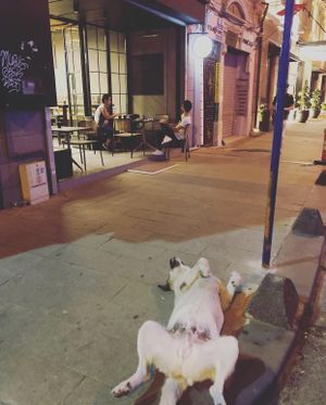 Stray dog sleeping in front of the cafe at YUZU in Istanbul