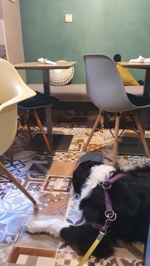 Dog friendly at Nishta in Dubrovnik