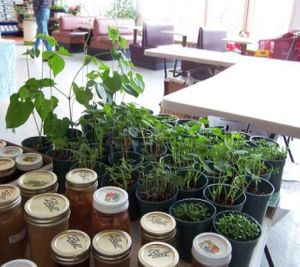  at Fiddleheads Natural Foods Cooperative in New London