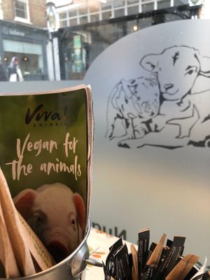 For the animals  at Veg'n Out in Broadstairs