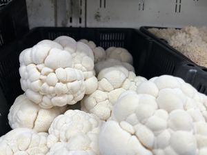   at Berkeley Bowl - West in Berkeley