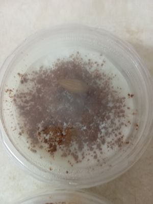 Rice pudding vegan gluten free and sugar free at Kelari in Amorgos