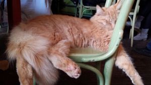 Sleeping cat at Bolhoed in Amsterdam