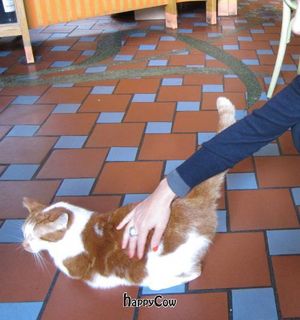 Friendly restaurant resident. at Bolhoed in Amsterdam