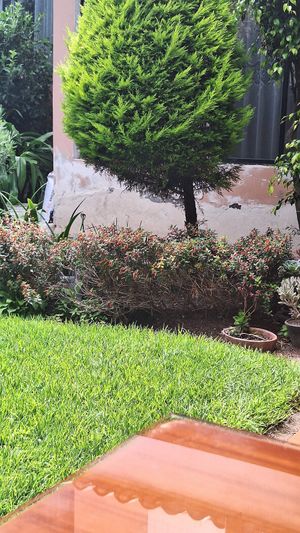 Garden at Zen Wei in Riobamba