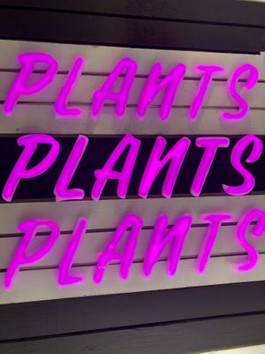 Plants at PLANTA Burger in Toronto
