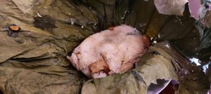 Riz gluant au "poulet" dans une feuille de lotus chataignes, haricot blanc, "poulet" vegan at Bodhi Vegan in Paris