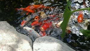 Koi- ask for fish food if you want to feed them at Aquatopia Water Garden Conservatory in Carp