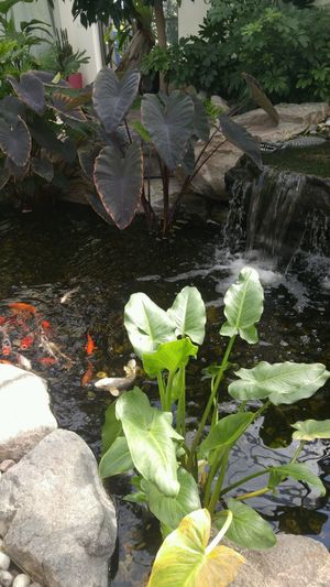 pond at Aquatopia Water Garden Conservatory in Carp