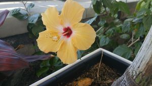 beautiful greenery here at Aquatopia Water Garden Conservatory in Carp