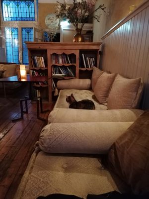 Resident cat at Golden Temple in Amsterdam