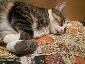 House cat  at Golden Temple in Amsterdam