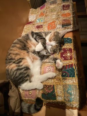 😍  at Golden Temple in Amsterdam
