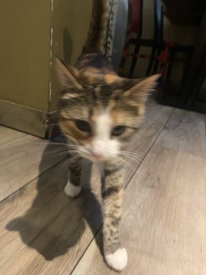   at Golden Temple in Amsterdam