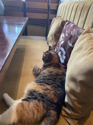   at Golden Temple in Amsterdam