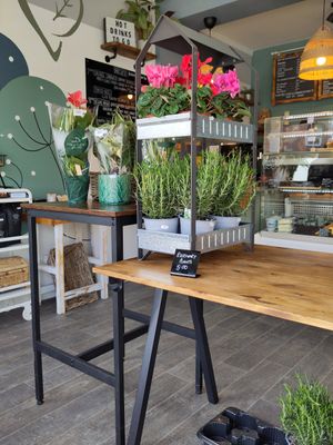Plants for sale in the shop (view from window seat) at Square Roots in Whitley Bay