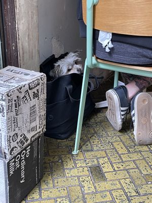 Dog friendly !  at Union Kiosk in Melbourne