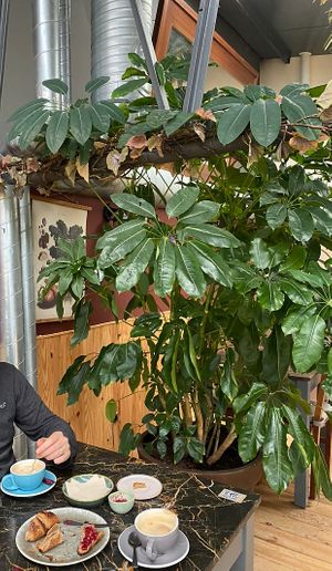 Lovely plants at Terrarea in Matosinhos