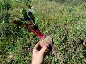 Tika Taka's garden at Tika Taka Veggie in Belgrade