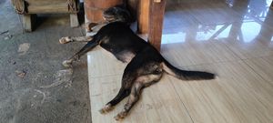 Young friendly dog :) at Bom Bowls in Pai