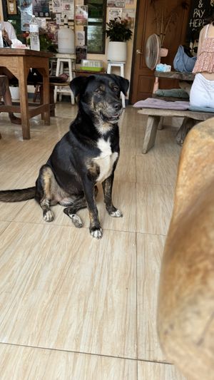 Resident dog  at Bom Bowls in Pai