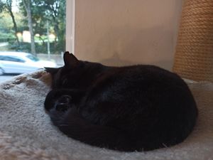 Katze at Katzentempel in Hamburg