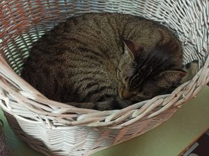 Katze at Katzentempel in Hamburg