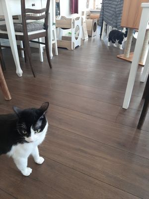  at Katzentempel in Hamburg