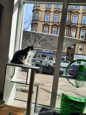  at Katzentempel in Hamburg