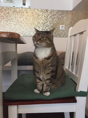 One of the cats living in the café. at Katzentempel in Hamburg