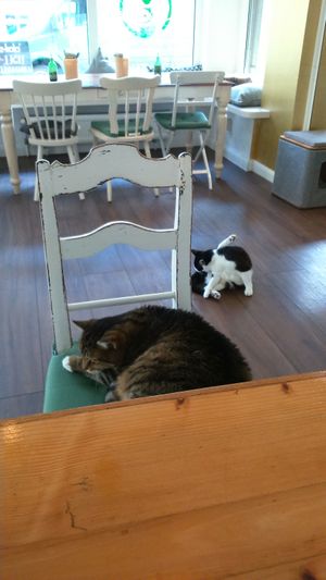 cats at Katzentempel in Hamburg