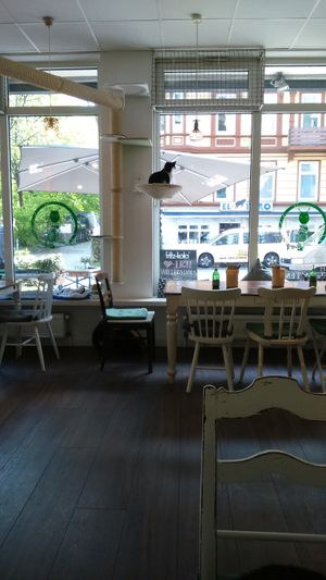 cat at Katzentempel in Hamburg