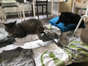 Beim chillen  at Katzentempel in Hamburg