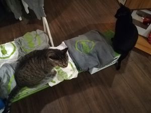 Cats at Katzentempel in Hamburg