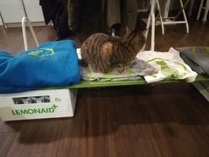 Cat at Katzentempel in Hamburg