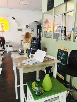 Meow  at Katzentempel in Hamburg