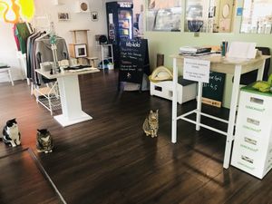 Kitties  at Katzentempel in Hamburg