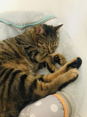 Miau at Katzentempel in Hamburg