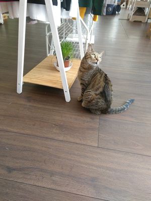 Die Draufgängerin at Katzentempel in Hamburg