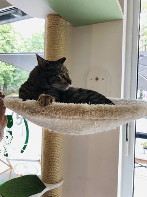 Lesbische at Katzentempel in Hamburg