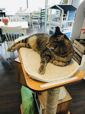 Keshia at Katzentempel in Hamburg