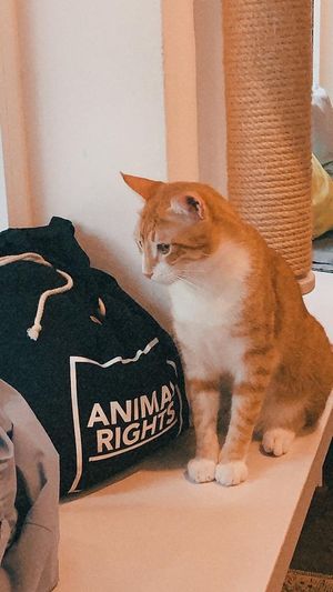 Rebel, a younger cat at Katzentempel in Hamburg