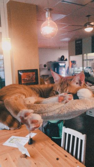 Rebel  at Katzentempel in Hamburg